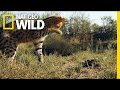Serval vs. Snake | South Africa