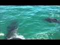 dolphins playing with my jet ski, wallis lake forster new south wales australia