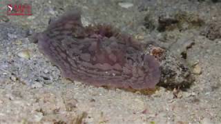 DORIDIDINA- ASTERONOTUS CESPITOSUS-2