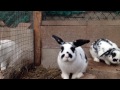 Boppity Bunny (Slowed Down Daycore Mix)
