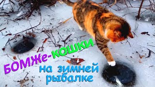 БОМЖе-кошки на зимней рыбалке