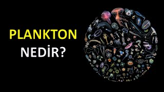 Plankton Nedir?