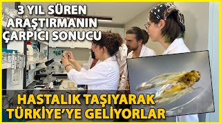 3 Yıldır Araştırılıyordu İklim Değişikliğiyle Böcekler Hastalık Taşı Türkiyeye Geliyor