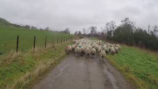 Bringing some of our sheep back from the wintering by road, path and field