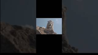 Kiros Says Bye Bye To Mufasa Iconic Scene Wait For End Mufasa The Lion King