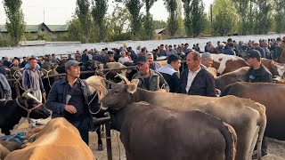 Tergachi Mol Bozori Sigirlar Va Gʻunajinlar Narhlari Bilan Tanishing 26.09.2025Yil