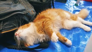 Haku falls in love with our AC cleaning man