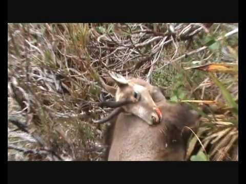 Chamois Hunting