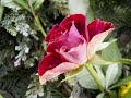 Romeo & Juliet Fantasy-Overture (Tchaikovsky)