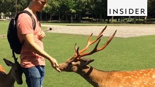15 Things You Can Only Do in Japan