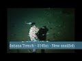 Mariana Trench - 8145m - New Snailfish