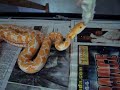 Reticulated Python Strike