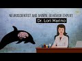 8 Reasons to Never See a Dolphin Show Again