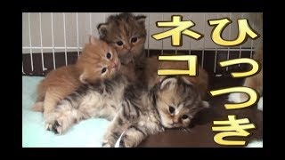 【猫好き】ひっつきネコ!(ラガマフィン)《funny cats》