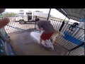 Gary the goat goes to the dog wash.