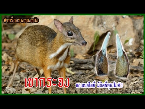 🔴EP62: เขากระจง ของทนสิทธิ์ มีอิทธิ์คุณในตัว