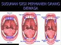 image Sistem Pencernaan Makanan Pada Manusia