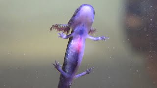 Spotted Salamander Larvae - 4th and 5th Weeks! (Ambystoma maculatum)