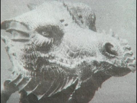 Animal X Classic Episode 3