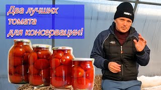 Два Лучших Сорта Томатов Для Консервации.