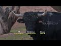 SI OTAN | KEKUATAN SI TANDUK (25/09/18) 3-3