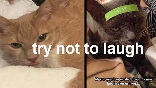 Funny Cat's Memes Try Not To Laugh
