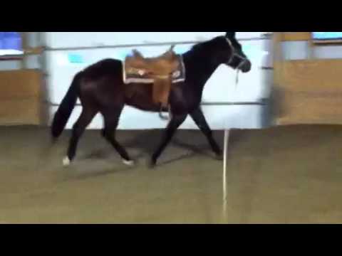 The Horse And His Rider Video