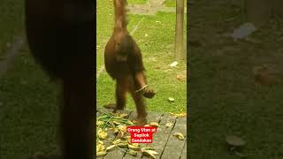 Orang Utan Makan Nanas Di Sepilok Sandakan