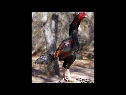 ไก่บราซิลอีกหนึ่งสายพันธุ์ที่น่าพัฒนา