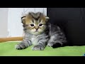 Cute Kittens and Funny Cats Videos for laughs