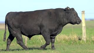 LOTE 134 - TOUROS ANGUS - LEILÃO SÃO BIBIANO 2021