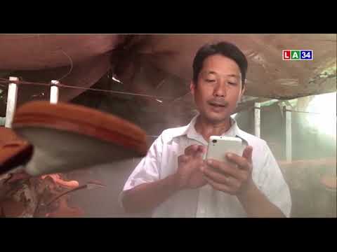 Độc đáo cách trồng nấm linh chi bằng điện thoại | LONG AN TV