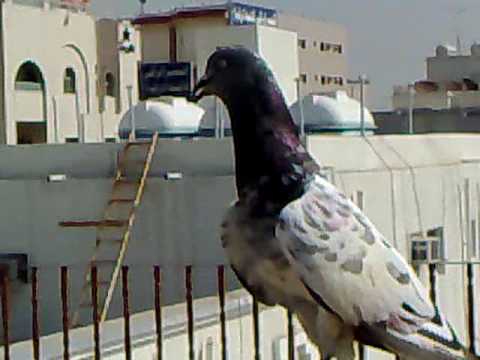 kabootar pigeons