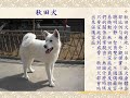 世界名犬_-04-09-18-32_wmv