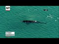 Whale Appears Near Sydney Beach