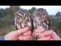 Pygmy Owl