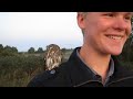 Pygmy Owl