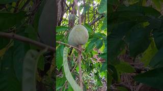 Pinha Ou Fruta Do Conde?