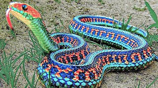 15 Rarest Snakes In The World