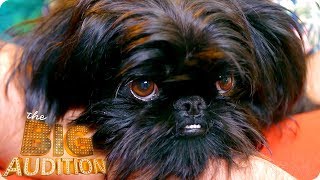 Cyril The Dog Is Chomping At The Bit For A Modelling Job | The Big Audition
