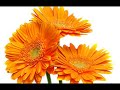 Nasiba Abdullaeva - Aarezoo Gom Kardam / Хиты 80-х в Узбекистане
