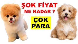 Yavru Köpek Fiyatları Ne Kadar | Petshop Gezimiz | Araba Parasına Köpek VAR