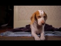 Dog Addicted to Blow Dryer: Cute Dog Maymo