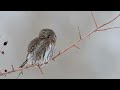 Pygmy Owl