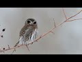 Pygmy Owl