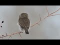 Pygmy Owl