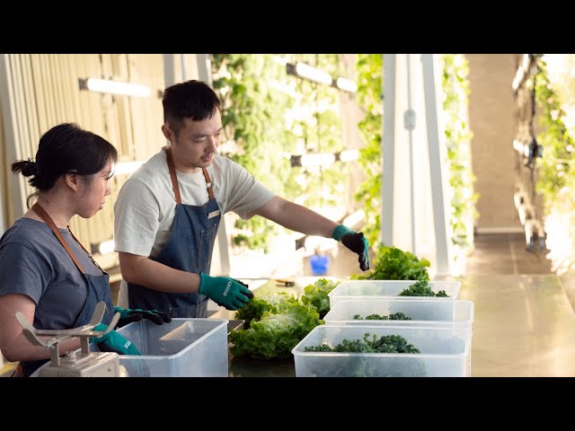 Watch (日本/Japanese) 香港のハイドロポニック農法ベンチャー Agrician の「THE FARM CLUB」 on YouTube.