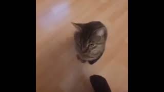 Cat Jumping Meme