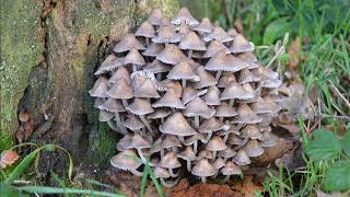 Mycena Stipata