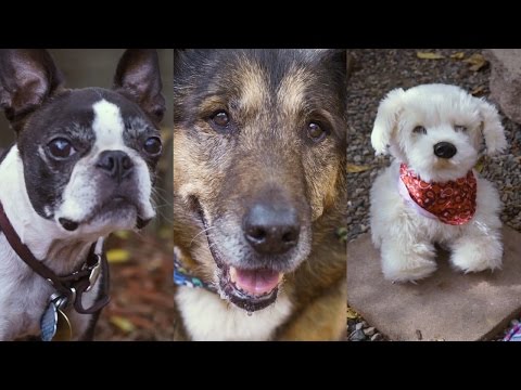 georgie interactive puppy georgie videolike georgie interactive puppy georgie videolike